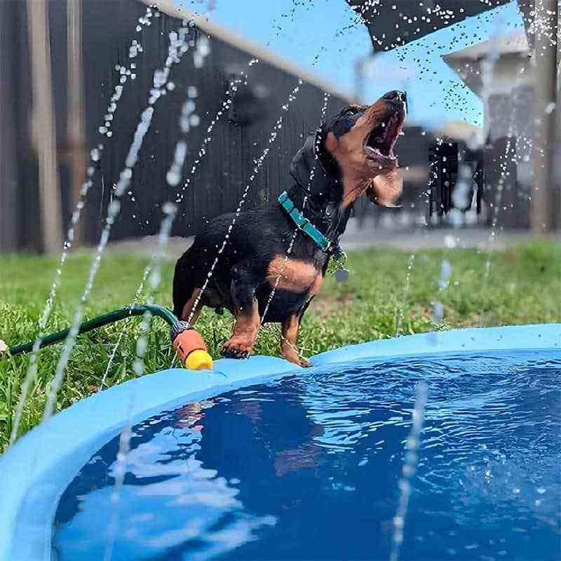 Piscina para Cachorro Pequeno, Médio e Grande com Chafariz