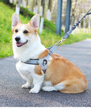 Colete e Trela de Caminhada Duomm