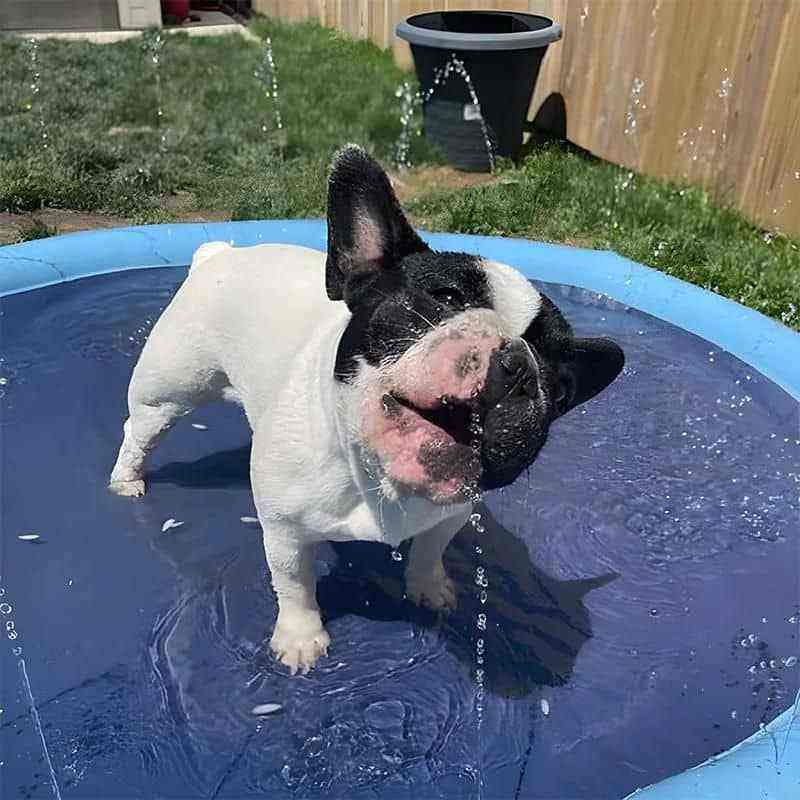 Piscina para Cachorro Pequeno, Médio e Grande com Chafariz